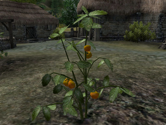 File:Tomato (Oblivion).png