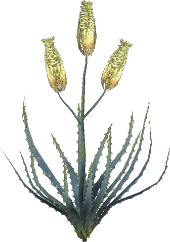 File:Aloe Vera Plant.png
