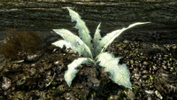 NirnrootCC.png