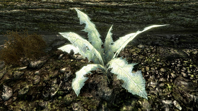 File:NirnrootCC.png