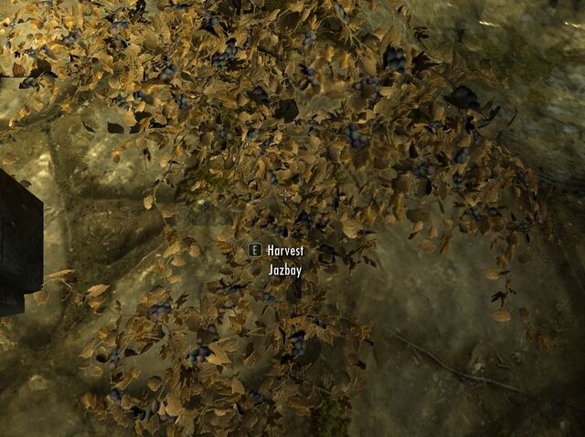 File:Skyrim ingredients Jazbay Grapes.jpg