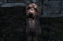 Dog1.jpg
