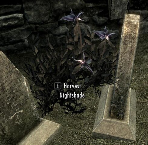 File:Nightshade1.jpg