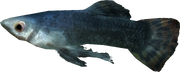 Abecean longfin