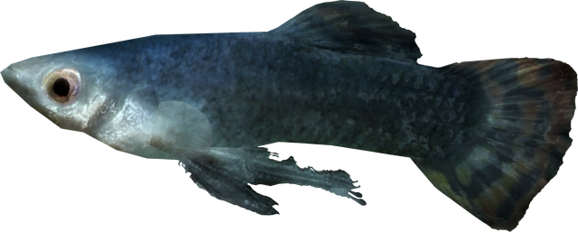 ไฟล์:Abecean longfin.png