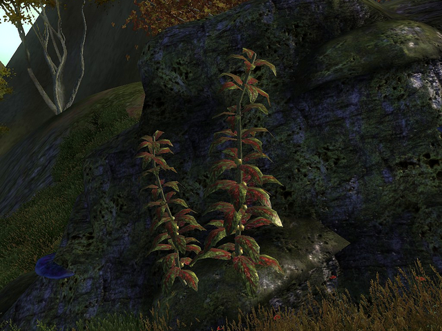 File:Red Kelp.png