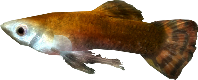 File:Histcarp.png