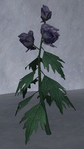 File:Wolfsbane Petals.jpg