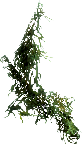 File:Hanging moss.png