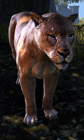 File:Forgets-To-Hunt TESO.png