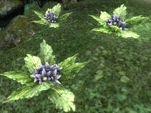 File:Mandrake Root.png