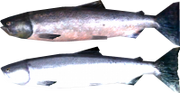 Salmon