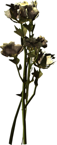 File:Tundra cotton.png
