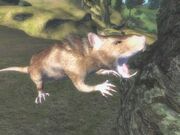OBCreature-rat.jpg
