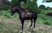 Black Horse
