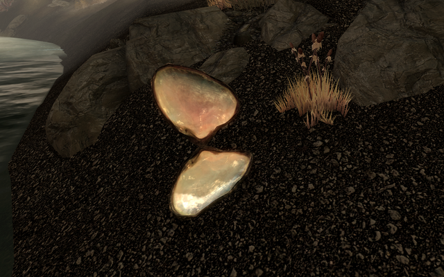File:Pearl Oyster opened.png