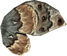 ไฟล์:AncestorMothWing.png