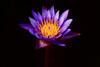 Flower-3.jpg