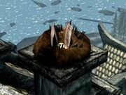 240px-Hawk Nest.jpg