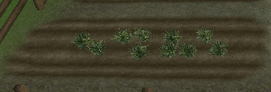 FarmingPlot