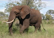 LoxodontaAfricana.jpg