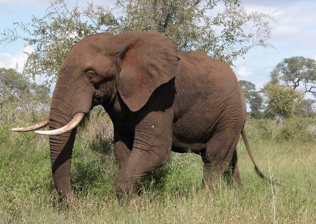 Datei:LoxodontaAfricana.jpg