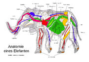 Anatomie.jpg