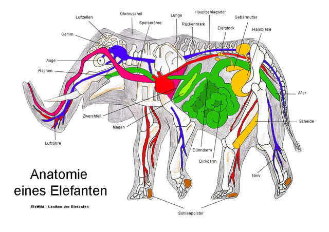 Datei:Anatomie.jpg