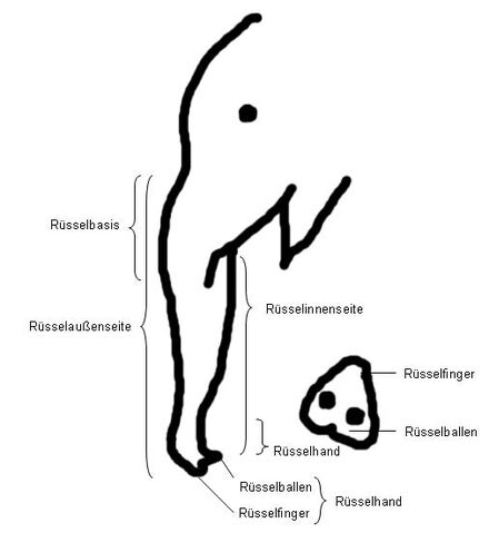 Datei:Rüsselaufbau.jpg