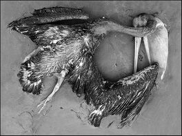 Deadpelican