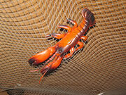 Ceilinglobster