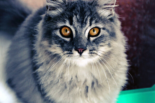 File:Simba III by Fytrie.jpg