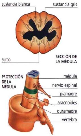 Archivo:7medula-espinal.jpg