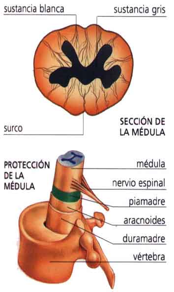 7medula-espinal.jpg
