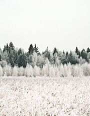 A 33