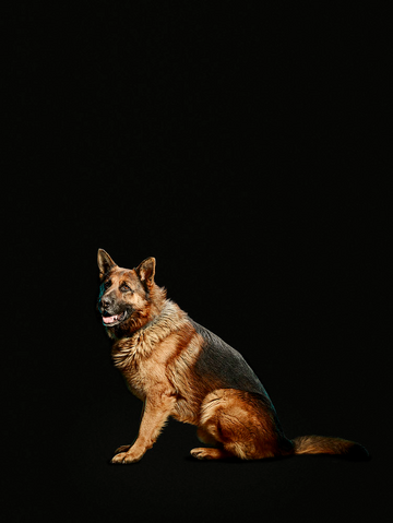 File:Toto promotional image.png