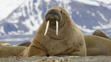 Walrus-tusks