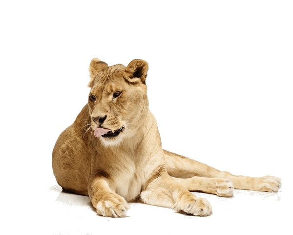 File:LionAddOn1.gif
