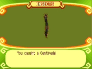 Centipede