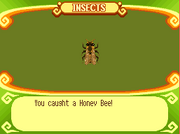 Honey Bee