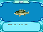 Black Bass