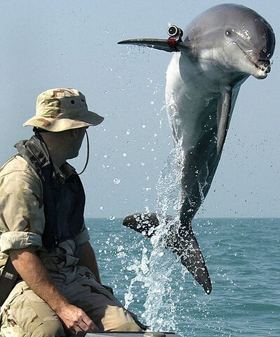 File:NMMP dolphin with locator.jpeg.jpg
