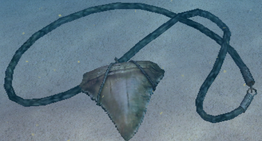 Shark Tooth Necklace