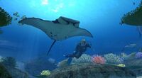 Manta ray