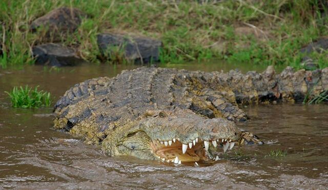 File:13 Crocodile.jpg