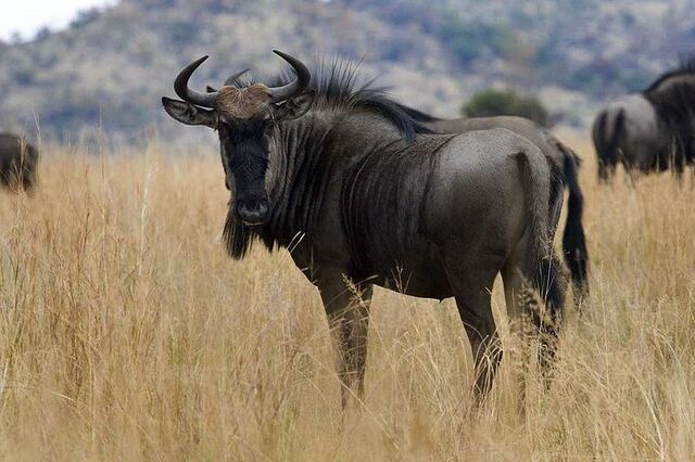 File:8 Wildebeest.jpg