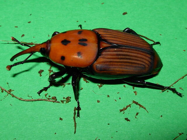 File:Rhynchophorus ferrugineus adult.jpg