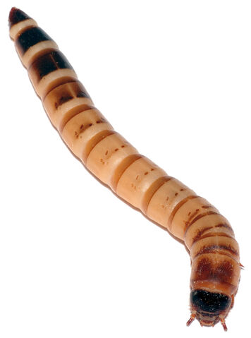 File:Zophobas morio larva.jpg