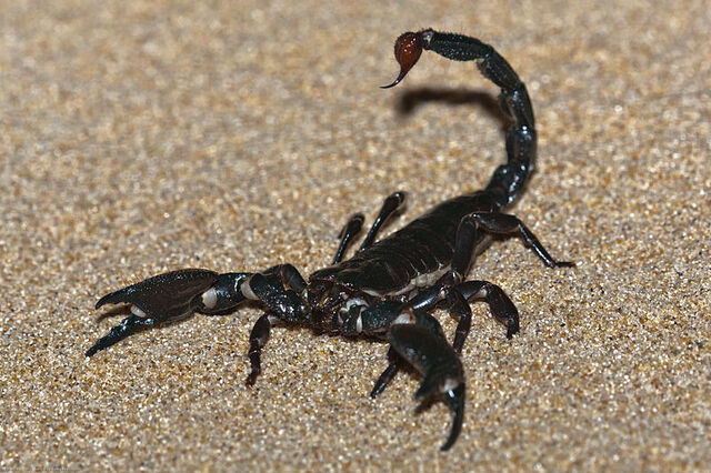 File:Pandinus imperator adult.jpg
