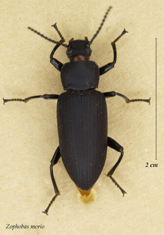 File:Superworms adult.jpg